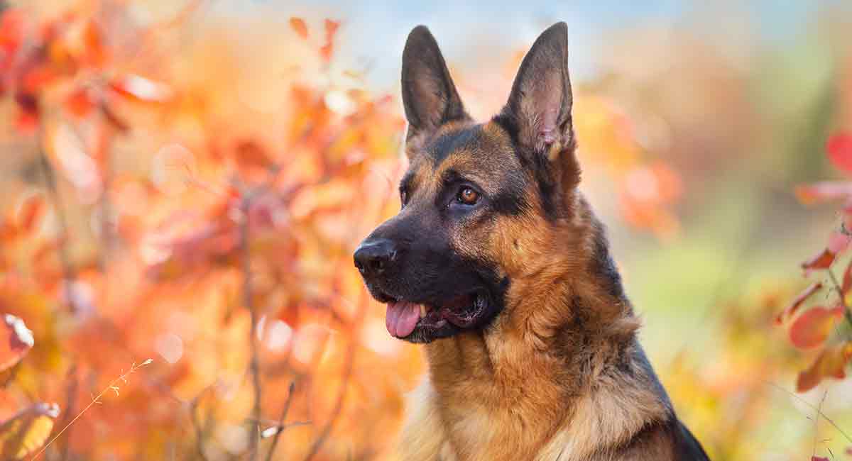 Cool Facts You Didn’t Know About German Shepherds