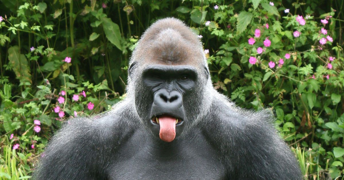 Gorilla Pictures