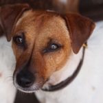 5 Common Health Problems Found in Jack Russell Terriers