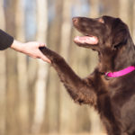 How to Train a Dog for Personal Protection