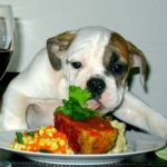 Human Foods For Dogs: Which Foods Are Safe For Dogs?
