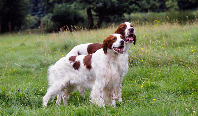 Irish Red And White Setter Dog