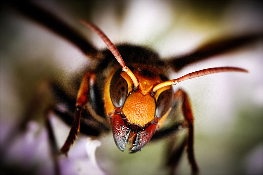 Japanese Giant Hornet Pictures