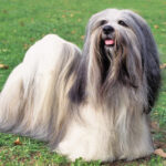 Cute And Adorable Lhasa Apso Dog