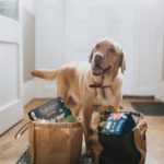 How to Help Make Your Dog Happier – 5 Tips