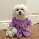 Maltese Dog Pictures