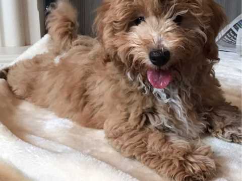 Cute Maltipoo Dog Pictures