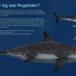 Megalodon Shark Pictures