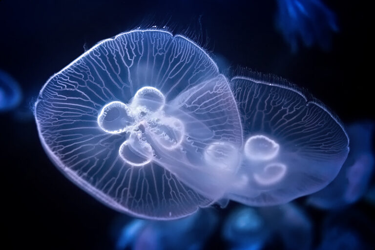 Moon Jellyfish Pictures