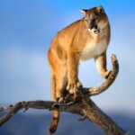 Mountain Lion Pictures
