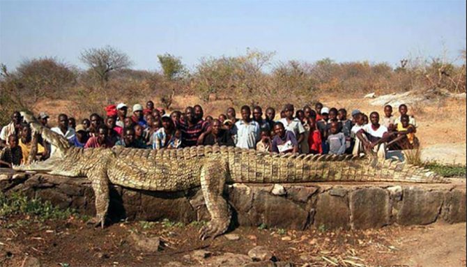 Nile Crocodile Pictures
