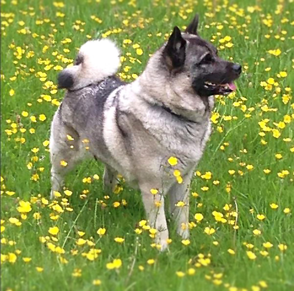 Norwegian Elkhounds Dog
