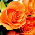 Beautiful Orange Rose