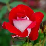 Beautiful Osiria Rose