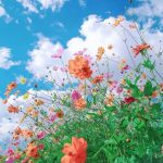 Peaceful Nature Flowers Wallpapers