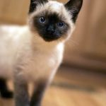Photo Gallery Of Cute Siamese Kitten