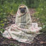 Cute Pug Pictures