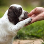 Puppy Training: How to Train a Puppy – Tips & Tricks
