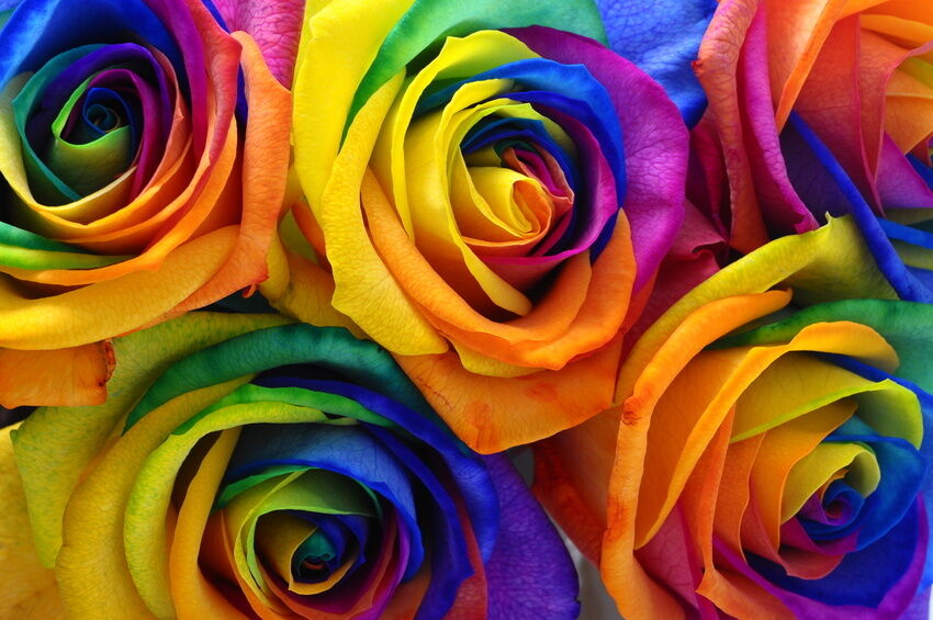 Beautiful Rainbow Roses