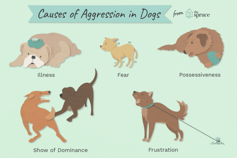 Reasons Why Dogs Are Aggressive and How to Stop It