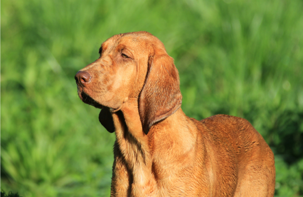 Redbone Coonhound Dog