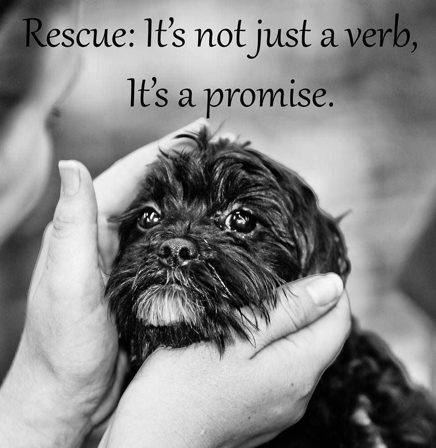 Rescue Dog Quotes
