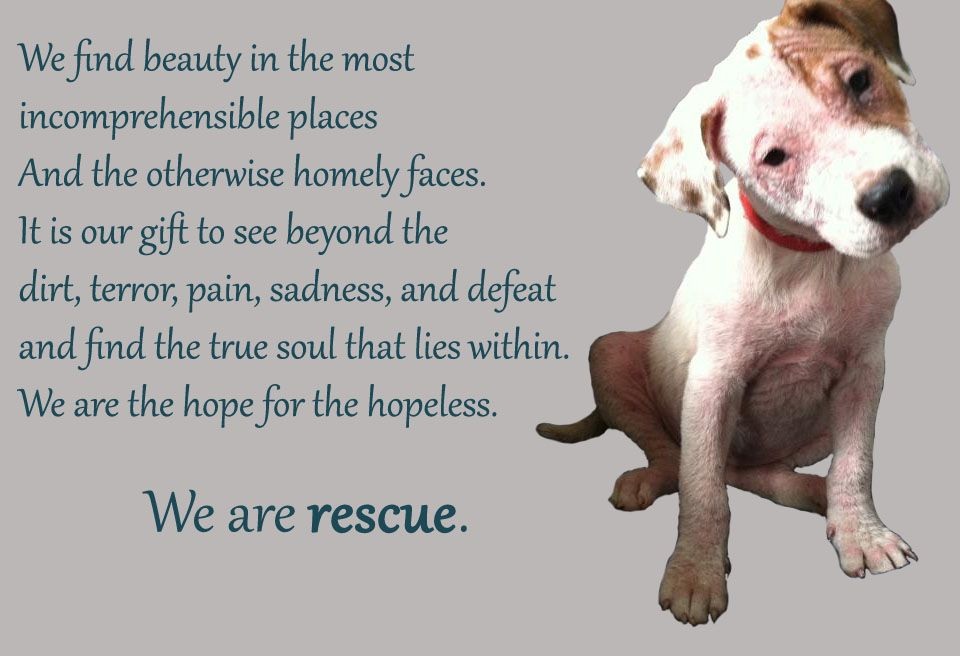Rescue Dog Quotes – VitalCute