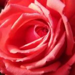 Rose Pictures