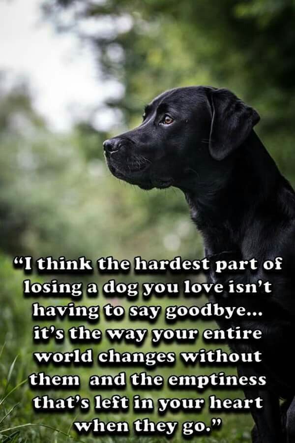20 Sad Dog Quote