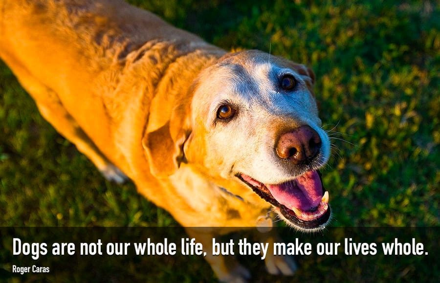 15 Sad Quotes On Dog Death VitalCute