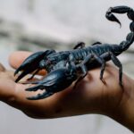 Scorpion Pictures