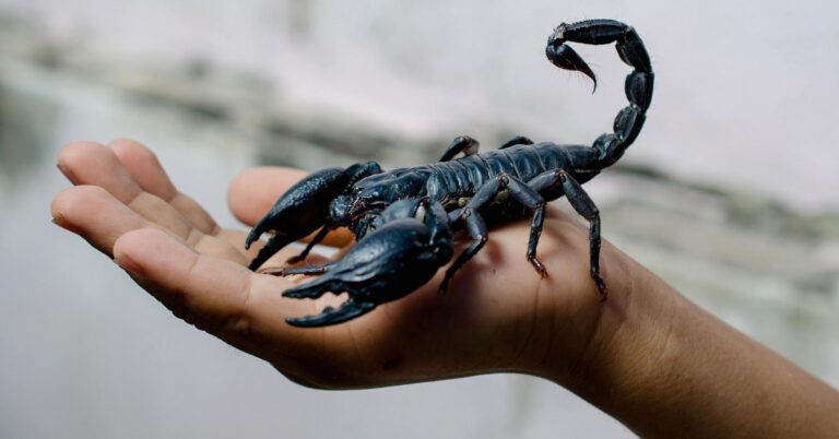 Scorpion Pictures