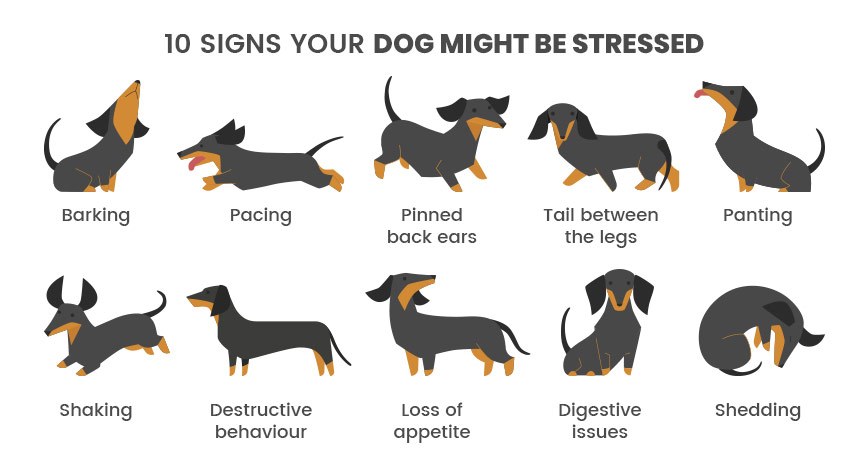 Signs Your Dog is Stressed and How to Relieve It