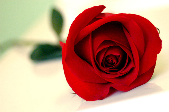 Beautiful Single Rose