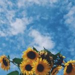 SunFlowers Wallpapers
