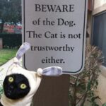 The Cat And Dog World With Funny Quotes