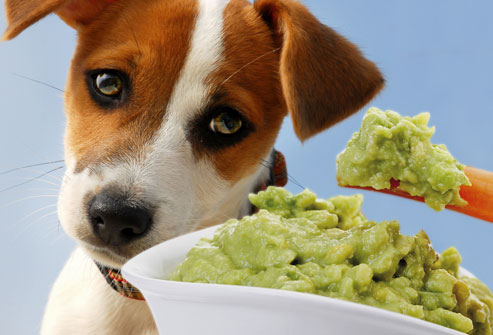 10 Things You Should Be Adding To Your Dog’s Food