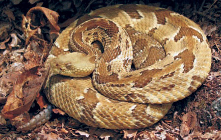 Timber Rattlesnake Pictures