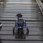 Tips for Traveling with a Disabled Pet