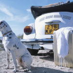 Why and How to Travel With Your Dog