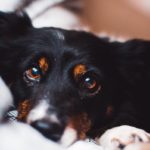 Which Emotions Do Dogs Actually Experience?