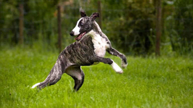 Whippet Dog Pictures
