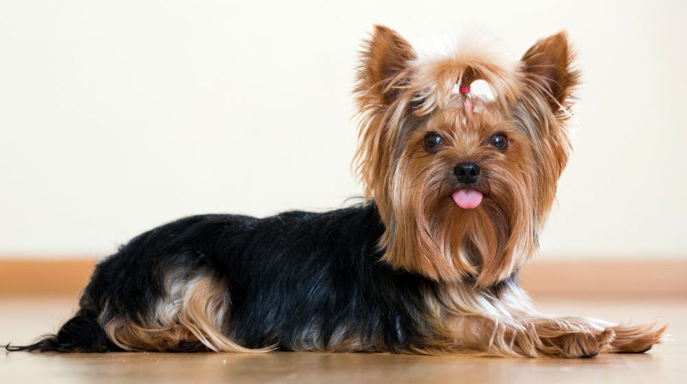 Cute Yorkshire Terrier Dog